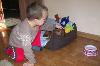 Jamnik d�ugow�osy NAILA